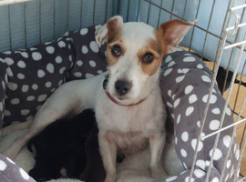 Beautiful Jack Russell Pups for sale.