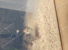 10&times; coturnix quail unsexed