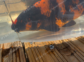 Koi plus carp