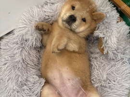 Last 2 girl chows &pound;1000