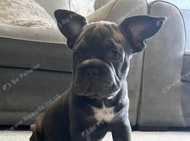 French bulldog puppies!!