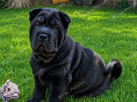 Chowpei Pups