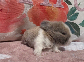 Baby mini lops
