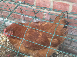 Brown hybrid/Laying hen