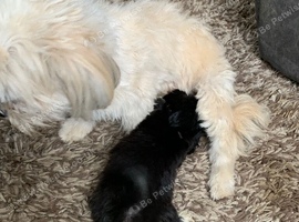 Adorable girl Lhasa Apso puppy