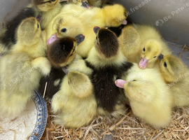 Baby ducklings for sale