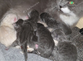 Munchkin cross Ragdoll Kittens