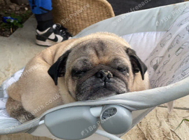 Male adult pug