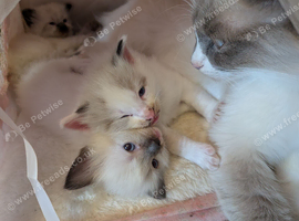 Pedigree Ragdoll mix litter ready 13 October
