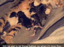1 little girl left