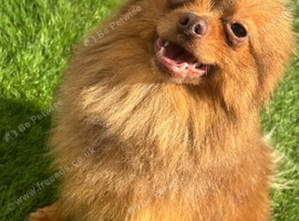 Sable Orange Male STUD