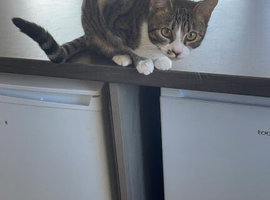 Bengal mix for sale