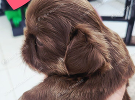 Special quality dobie Imperial shih tzu's