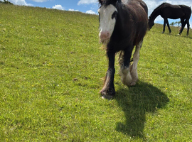 Traditional Ride & Drive Cob Gelding