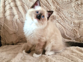 5 beautiful ragdoll kittens/Only 2 left /Big Offer