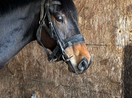 16.2 4 ish gelding