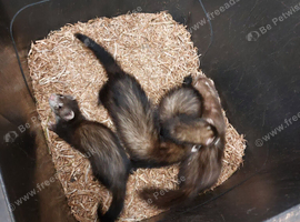 Ferret kits for sale