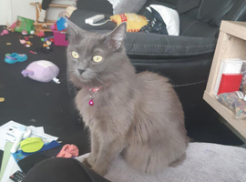 Grey long hair female cat