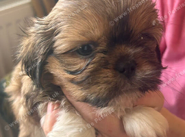 Beautiful Shih Tzu puppies