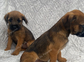 Border-terrier pups reddy to go