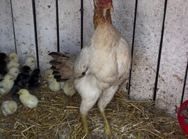 Game hens