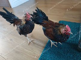 Two serema roosters
