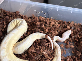 Royal python