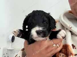 4 gorgeous cockapoo pups available in 10days