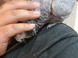 8 months African grey + cage