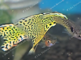 Yellow cobra guppy juveniles