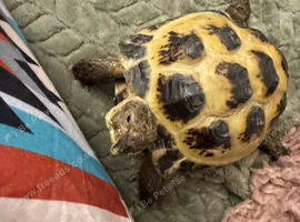 Horsefield tortoise