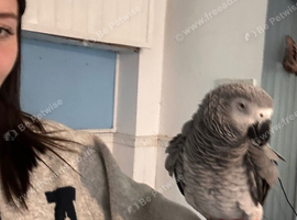 22 year old African grey ziggy