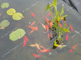 Pond goldfish
