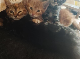 Kittens