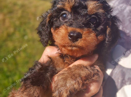Pedigree Cavapoo