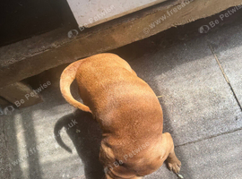 Need to rehome asap