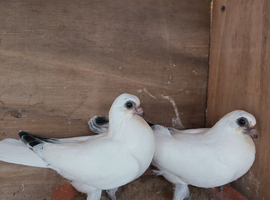 Budapest Pigeons for sale
