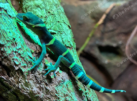 Young Chinese Cave Geckos (Hainanensis)