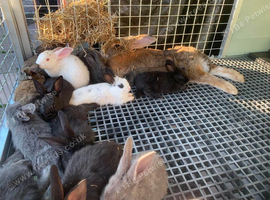 Commercial Mix Breed Meat Rabbits 15 Weeks Old Available Now
