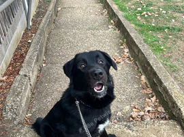 Caucasian shepard x Labrador