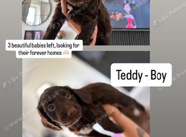 3 beautiful puppies for sale