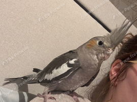 Baby cockatiel