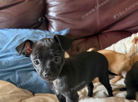 Chihuahuas craigavon area