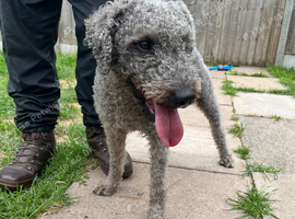 Bedlington terrier