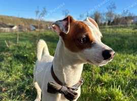 Jack Russel for stud