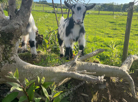 female pygmy goats
