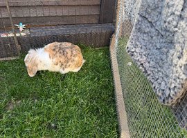 Rabbit
