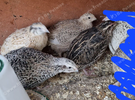 POL 4x Corturnix Quail Hens