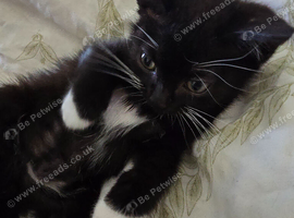 Kittens looking for forever homes