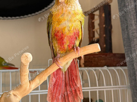 2 Green Cheek Conure